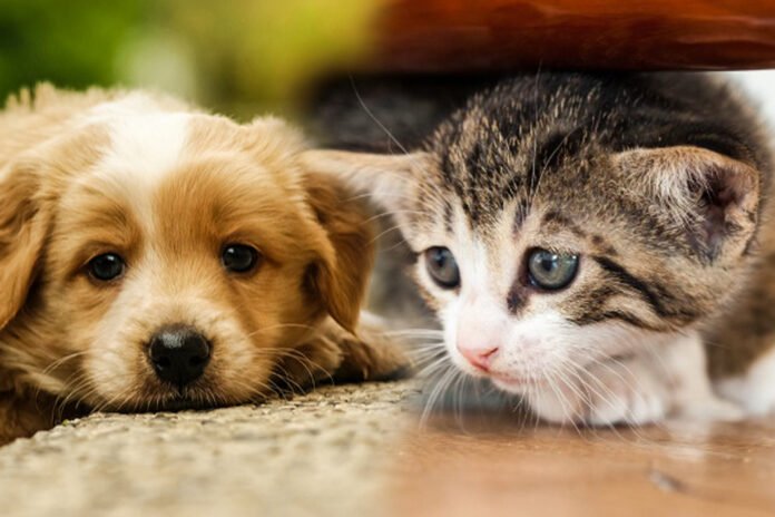 chiens & chats Errants