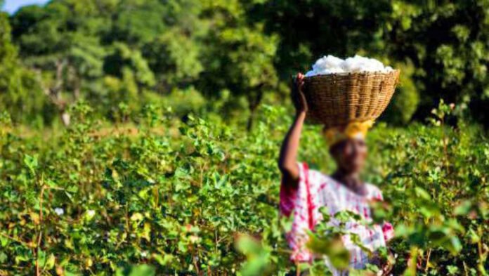 Sommet sur l'économie verte en Afrique