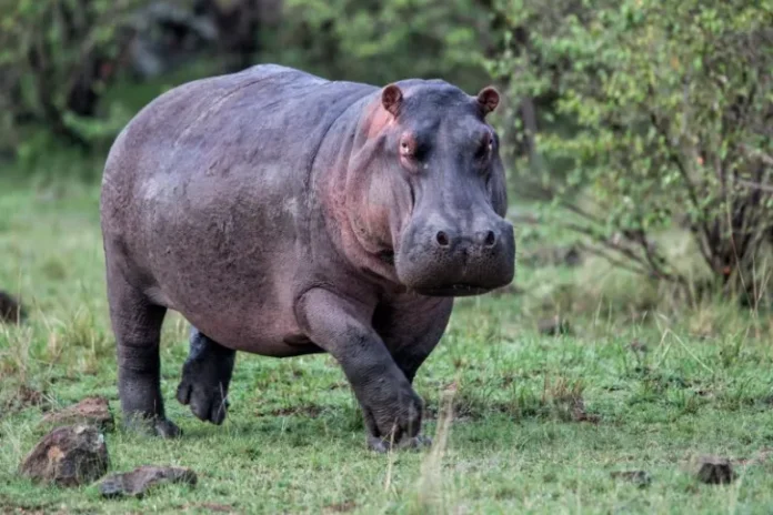 Hippo_Shutterstock-JH-1722275667