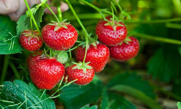 fraises