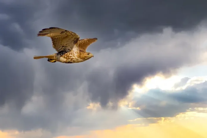 shutterstock_2268981179-1719822432