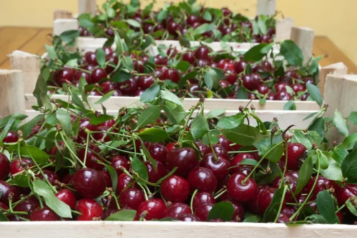 shutterstock_342474536-1719734299