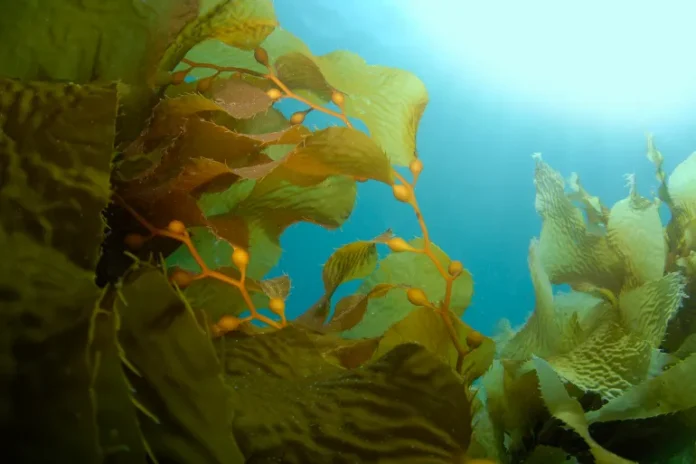 GettyImages-89365428