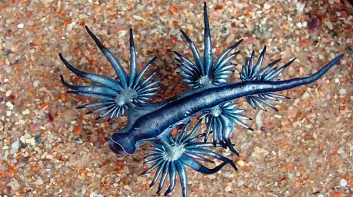 glaucus-atlanticus