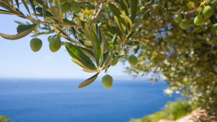 L'huile d'olive brésilienne