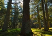 Forêt de Sala Al Jadida: un projet vert en pleine transformation