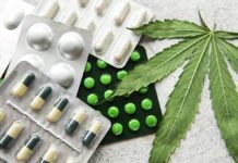 Développement agricole à Chefchaouen grâce au cannabis licite