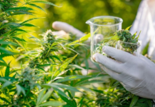 Beldiya Plus° prescrit pour la première fois en Afrique du Sud