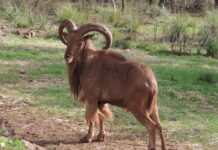 Retour du mouflon à manchettes dans le Haut Atlas