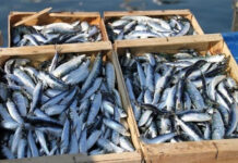 La famille Zniber investit dans une conserverie à Tan-Tan