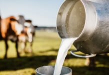 Sénégal: Leader des exportations laitières marocaines