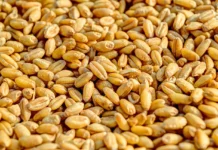 Chicago: Les prix du blé repartent à la hausse