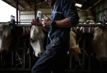 France: Accélération de la vaccination face à l’épidémie bovine