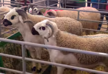 Aïd Al-Adha: Les prix des moutons sous pression