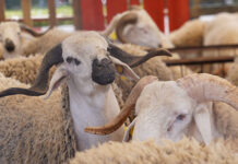 Cheptel: Une disponibilité suffisante pour l’Aïd