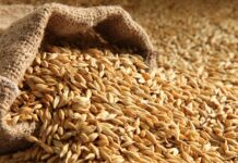 Maroc : 33 millions de quintaux de céréales importés