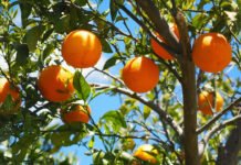 Oranges marocaines: Forte percée en Allemagne