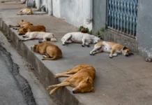 Le Maroc renforce la lutte contre les chiens errants