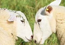 Moutons d’Europe: Une reprise des importations à l’étude