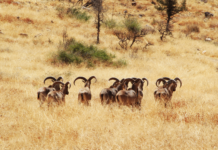 Seguia Yaagoubia, le parc qui redonne vie à la biodiversité